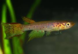 Image result for Aphyosemion