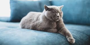 Afbeeldingsresultaat voor katten