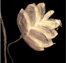 Attēlu rezultāti vaicājumam “Briza media flower”