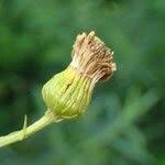 Attēlu rezultāti vaicājumam “Jacobaea paludosa”