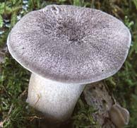 Attēlu rezultāti vaicājumam “Polyporus tubaeformis”