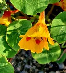 Image result for Tropaeolum minus