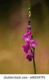 Attēlu rezultāti vaicājumam “Gladiolus imbricatus”