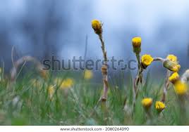 Attēlu rezultāti vaicājumam “Tussilago farfara bud”