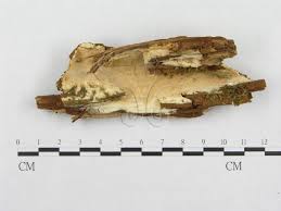 Attēlu rezultāti vaicājumam “Skeletocutis stellae”