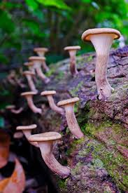 Attēlu rezultāti vaicājumam “Lentinus suavissimus”