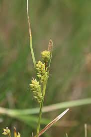Attēlu rezultāti vaicājumam “Blysmus compressus flower”