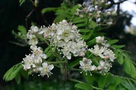 Attēlu rezultāti vaicājumam “Sorbus”