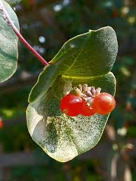 Attēlu rezultāti vaicājumam “Lonicera xylosteum fruit”