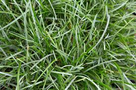 Attēlu rezultāti vaicājumam “Sesleria caerulea leaf”