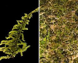 Attēlu rezultāti vaicājumam “Cratoneuron filicinum”