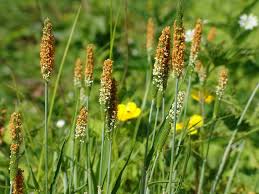 Attēlu rezultāti vaicājumam “Alopecurus aequalis”