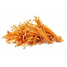 Attēlu rezultāti vaicājumam “Cordyceps militaris”