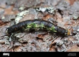 Attēlu rezultāti vaicājumam “Sphinx pinastri larva”