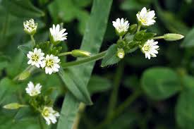 Attēlu rezultāti vaicājumam “Cerastium holosteoides leaf”