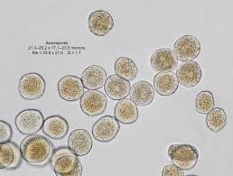 Attēlu rezultāti vaicājumam “Puccinia urticata”