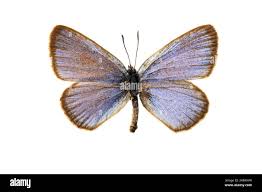 Attēlu rezultāti vaicājumam “Maculinea alcon”