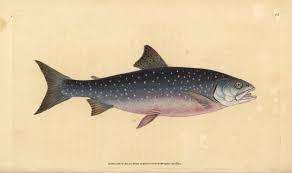 Image result for Salvelinus alpinus