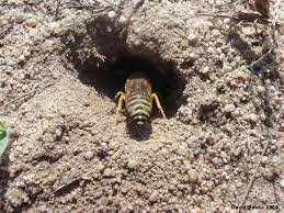 Attēlu rezultāti vaicājumam “Bembix rostrata”