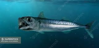 Image result for Scomber scombrus