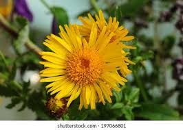 Image result for Inula hirta