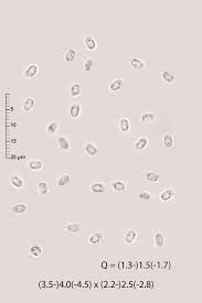 Attēlu rezultāti vaicājumam “Junghuhnia nitida”