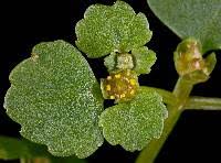 Attēlu rezultāti vaicājumam “Chrysosplenium alternifolium bud”
