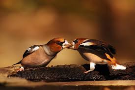 Attēlu rezultāti vaicājumam “Coccothraustes coccothraustes adult”