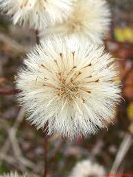 Attēlu rezultāti vaicājumam “Erigeron acris flower”