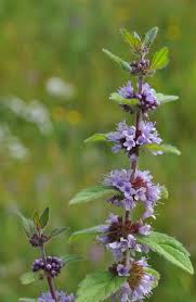 Attēlu rezultāti vaicājumam “Mentha arvensis”