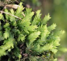 Attēlu rezultāti vaicājumam “Fissidens taxifolius”