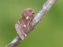 Attēlu rezultāti vaicājumam “Eriogaster lanestris”