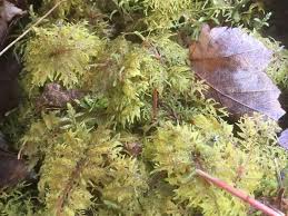 Attēlu rezultāti vaicājumam “Hylocomium splendens sporophyte”