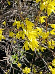 Attēlu rezultāti vaicājumam “Forsythia viridissima”