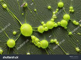 Attēlu rezultāti vaicājumam “Cyanophyta”