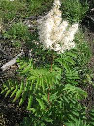 Attēlu rezultāti vaicājumam “Sorbaria sorbifolia flower”
