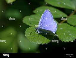 Attēlu rezultāti vaicājumam “Celastrina argiolus male”