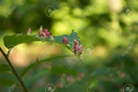 Attēlu rezultāti vaicājumam “Vasates quadripedes”