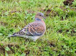 Image result for Streptopelia orientalis