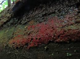 Attēlu rezultāti vaicājumam “Hyphodiscus hymeniophilus”