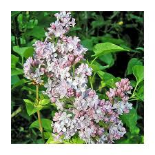 Attēlu rezultāti vaicājumam “Syringa vulgaris”