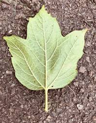 Attēlu rezultāti vaicājumam “Viburnum opulus leaf”