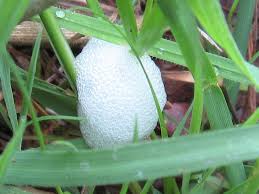 Attēlu rezultāti vaicājumam “Fuligo licentii spores”