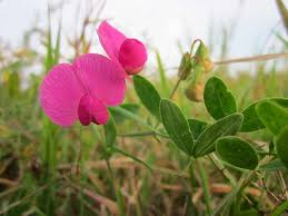 Attēlu rezultāti vaicājumam “Lathyrus tuberosus flower”