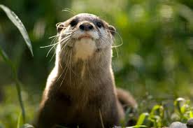 Image result for Worthing Otters