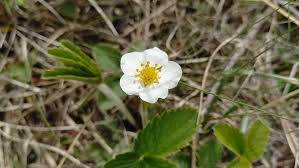 Attēlu rezultāti vaicājumam “Fragaria viridis leaf”