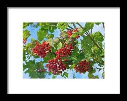 Attēlu rezultāti vaicājumam “Viburnum opulus fruit”