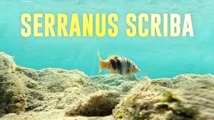 Image result for Serranus scriba