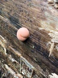 Attēlu rezultāti vaicājumam “Lycogala cf. oleocrystalliferum spores”