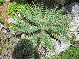 Image result for Ptilostemon afer